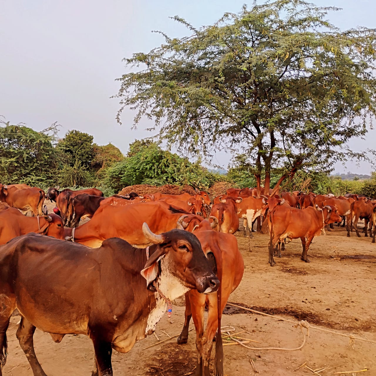 Swa Vedic Farms